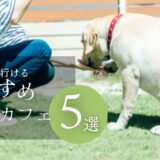 【2026年】柏市で大型犬と行けるドッグカフェおすすめ５選